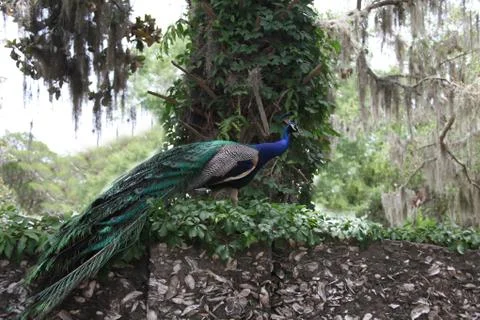 Peafowl Stock Photos