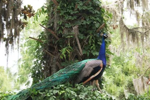 Peafowl Stock Photos
