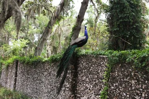 Peafowl Stock Photos