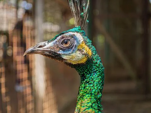 Peafowl Stock Photos