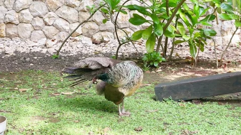 Peafowl Preening Behavior in Wildlife 4K Vídeo Stock 335204079