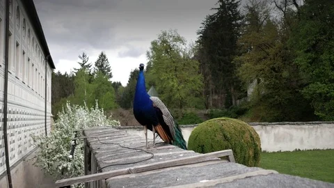 Peafowl screams loudly Stock Footage 74996219