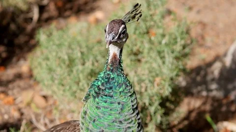 Peafowl in the sunny day Stock Footage 72305571