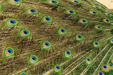 Peafowl tail structure. Stock Photos