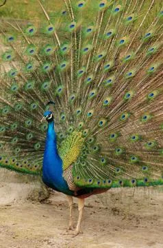 Peafowl train. Stock Photos