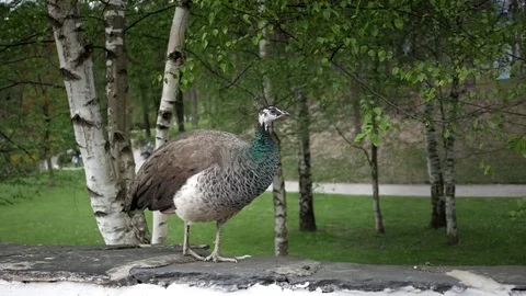 Peafowl walks in the park. Video stock 74997422