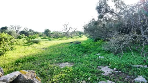 Peafowl  in Wild Stock Footage 328642283