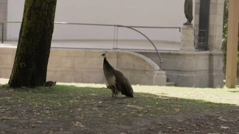 Peahen and Chick on Grass Beside a Stone Wall in a City Park Stock Footage 343704662