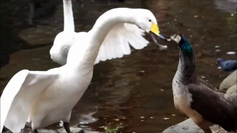 Peahen and Swans 스톡 동영상 163975621