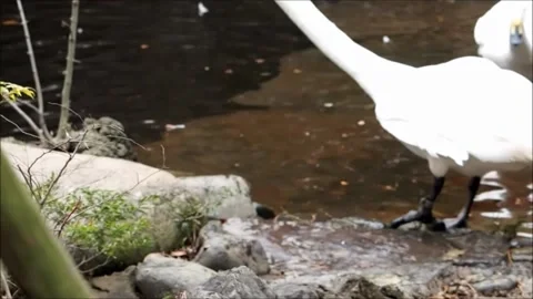Peahen and Swans 스톡 동영상 163976481