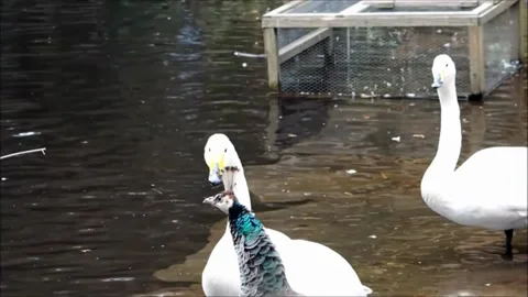 Peahen and Swans 스톡 동영상 163976590