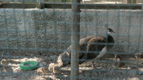 Peahen with Chicks in Farm Enclosure Stock-Footage 337226162