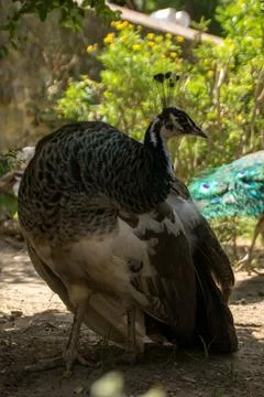 Peahen with chicks Stock Photos
