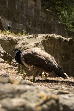 Peahen with chicks Stock-Fotos