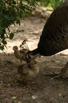Peahen with chicks Stock Photos