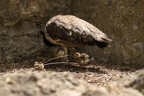 Peahen with chicks Stock Photos