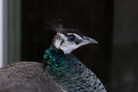 Peahen Face Side Stock Photos
