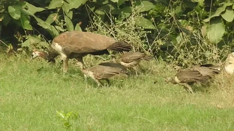 Peahen with her children Stock Footage 57722084