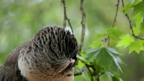Peahen perched in a tree preening its feathers Stock Footage 307422374