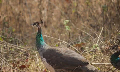 Peahen 写真素材