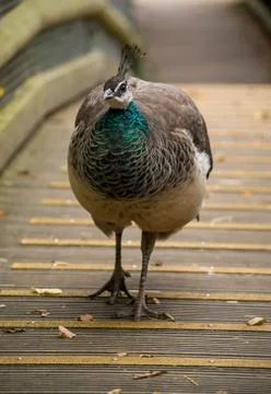 Peahen walking on a bridge Stock Photos