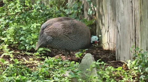 Peahen at the Zoo 스톡 동영상 11967854
