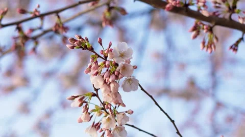 Peak Bloom Cherry Blossoms Stock Footage 306011029