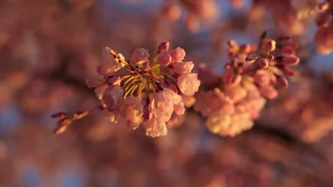 Peak Bloom Cherry Blossoms Vídeos de archivo 306011033
