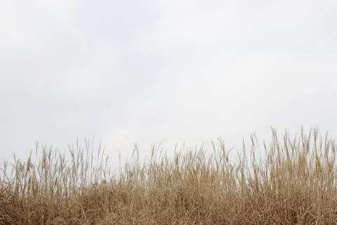 Peak brown grass field in park on sky background Stock Photos