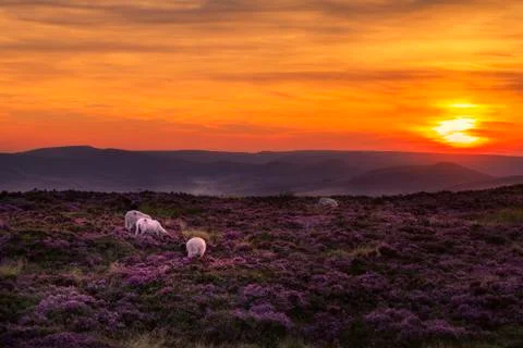 Peak district sunset Stock Photos