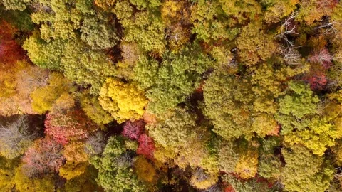 Peak Fall Colors Stock Footage 321717806