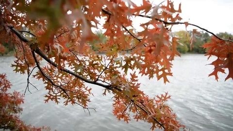 Peak Fall Foliage by a Lake 動画素材 97446948