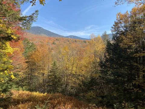 Peak Fall Leaves Stock Photos