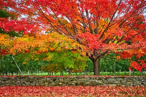Peak fall outside of apple orchard with stunning red and orange leaves Stock-Fotos