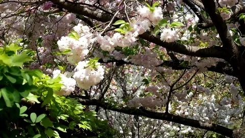 Peak of the flower: Stockbeeldmateriaal 80149773