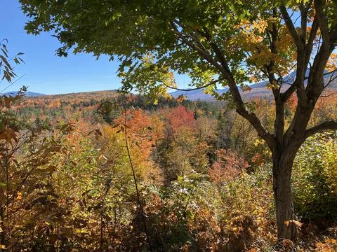 Peak Foliage Stock Photos