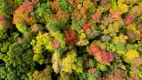 Peak Foliage Spiral Down to Red Tree Stock Footage 254639131