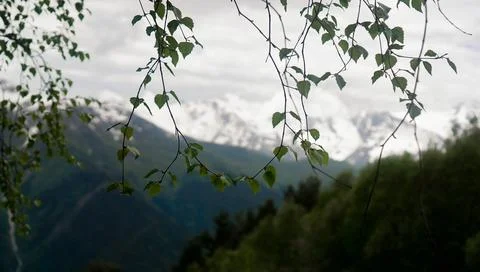 The peak of mountains, Caucasus mountain range, seen through birch branches Stock Photos