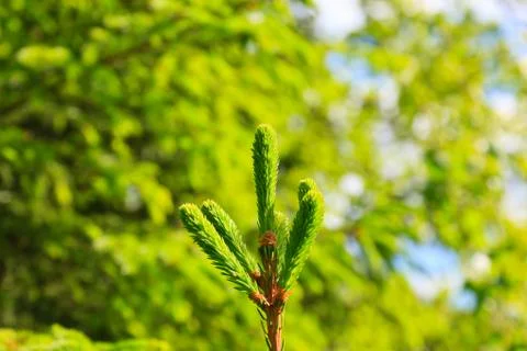Peak of a pine tree Stock Photos