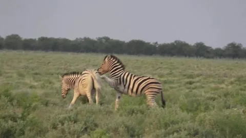 Peak play: both rear up at sunset light, nip mid-air — Part 22 (Hero) Vídeos de archivo 320845904