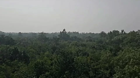 Peak View of Forest Green Trees From Hill Stock Footage 264808316