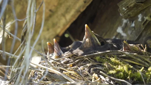 The peaking beak of the tiny birds on the nest Stock Footage 135689949