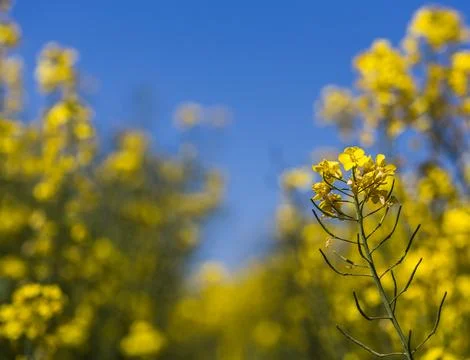 Peaking between the lines of yellow flowers Stock Photos