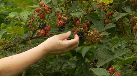 Peaking up blackberries Stock Footage 52325279