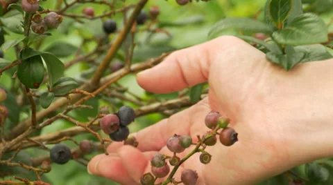 Peaking up blueberries 動画素材 52325060