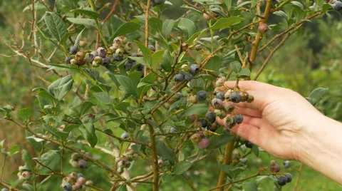Peaking up blueberries Видео 52325185