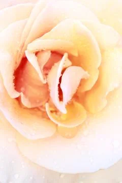 Peaking rose Foto stock