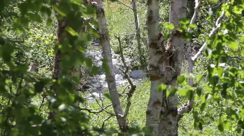 Peaking through the woods at a creek handheld Stock Footage 40360192