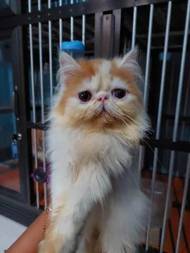 Peaknose Stock Photos