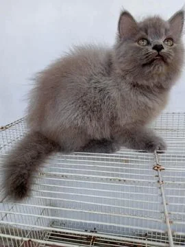 Peaknose 库存照片